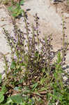 South Americn skullcap